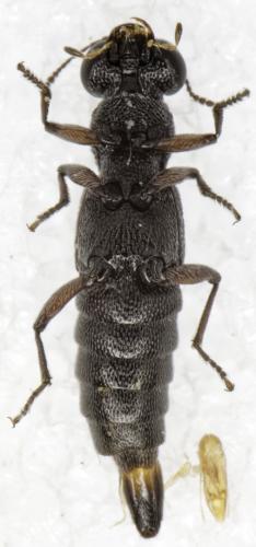 Stenus sp.
